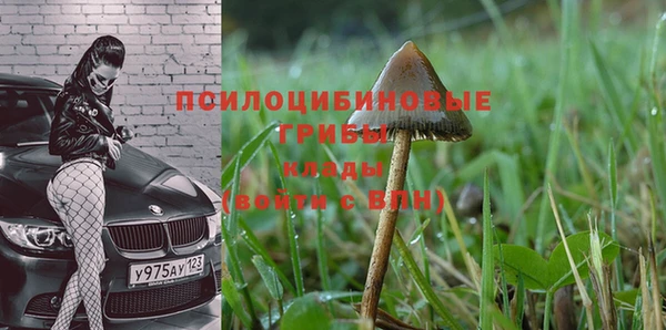 индика Белокуриха